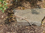 FZ017234 Viparous Lizard (Zootoca vivipara) in Burg Thurant.jpg